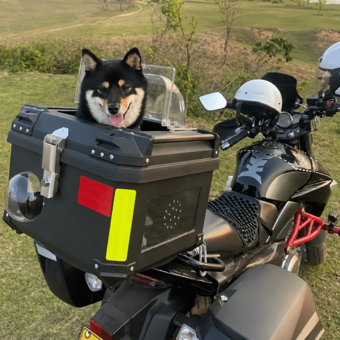Top Case Moto Pour Chien 15 kg​